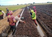 BUMDesa Maju Jaya Dorong Kemandirian Pangan Desa Waliwis Lewat Penanaman Jagung dan Bawang