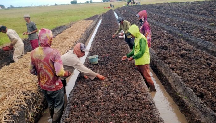 BUMDesa Maju Jaya Dorong Kemandirian Pangan Desa Waliwis Lewat Penanaman Jagung dan Bawang